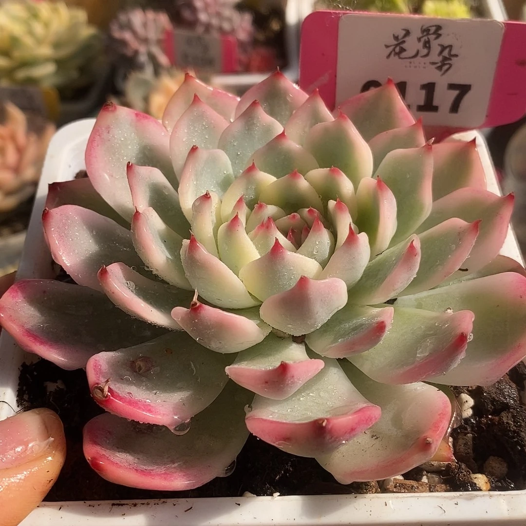 117娃娃哈哈哈哈哈哈哈