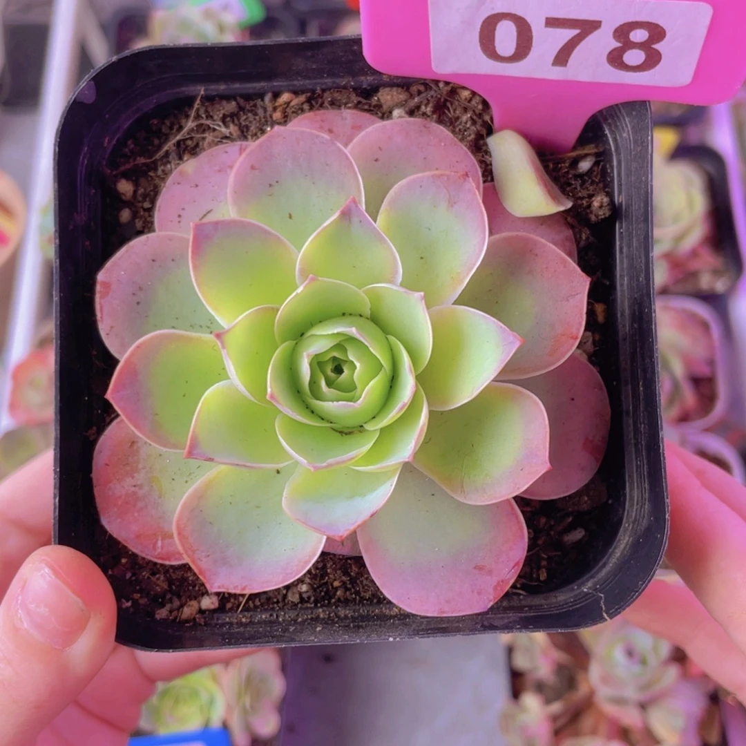 单品一物一拍078号山地玫瑰