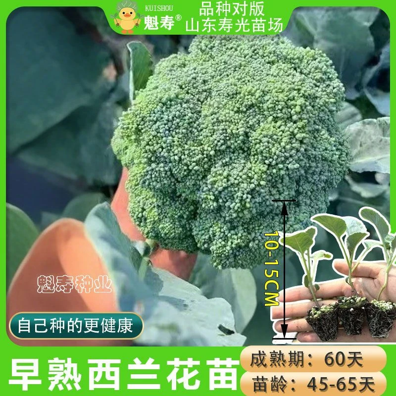 高产西蓝花苗秧苗蔬菜苗新鲜菜苗青花苗易活易种耐寒耐热带土发货