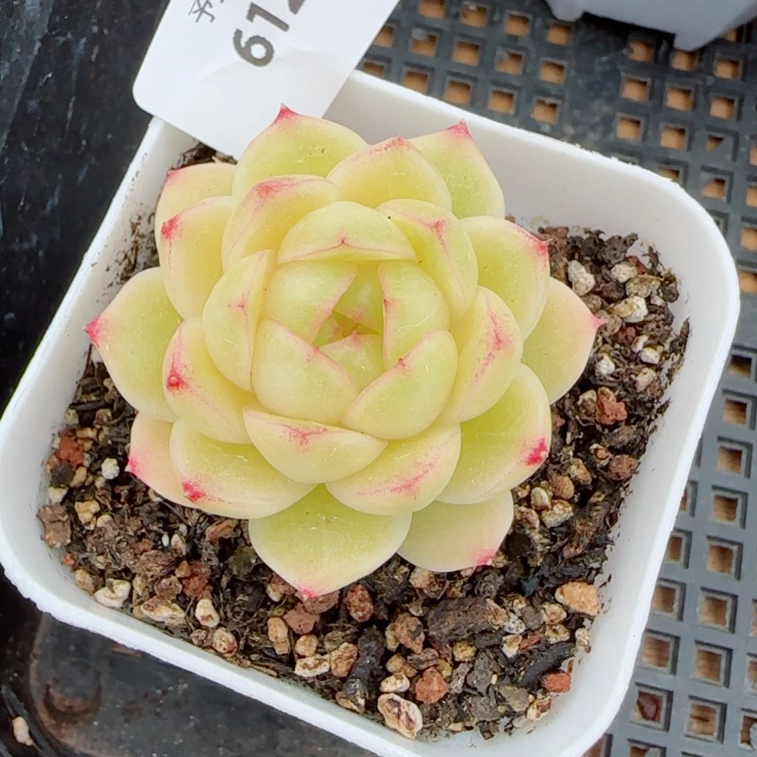 冰云，6127多肉植物