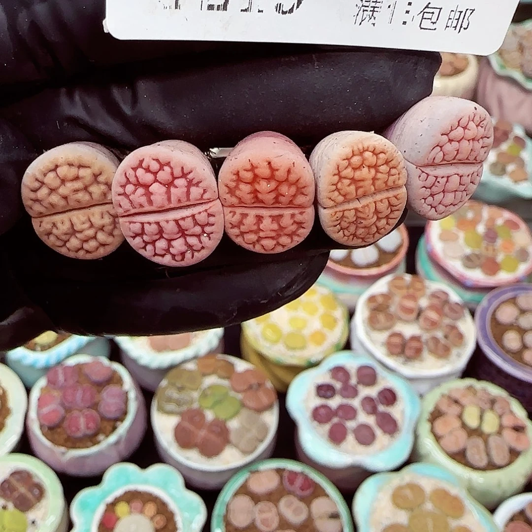 生石花满18包邮1219-21