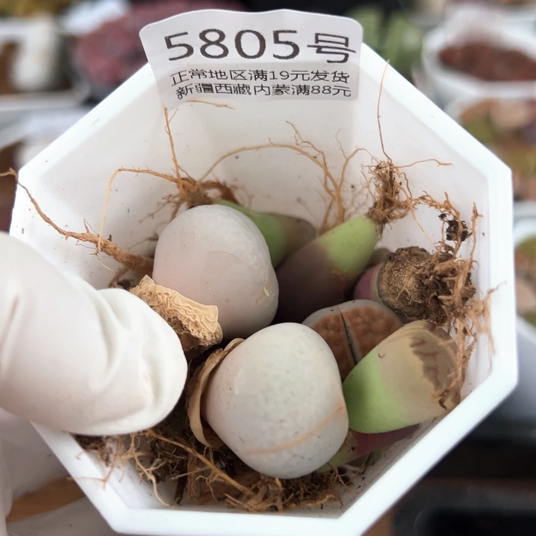 5805彩拼22个有两颗2cm的高尔夫