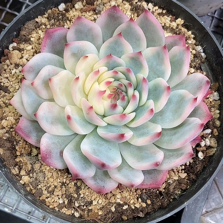 ****.吉娃娃锦多肉植物