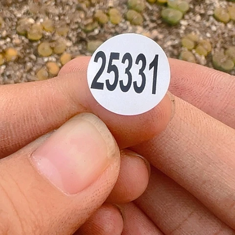 【闪购商品】?25331