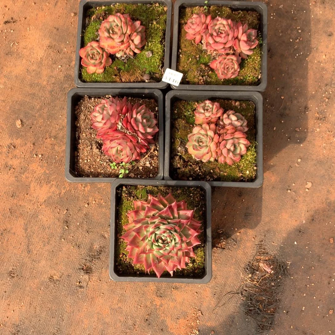 岁**美3446瑕疵不售后5颗