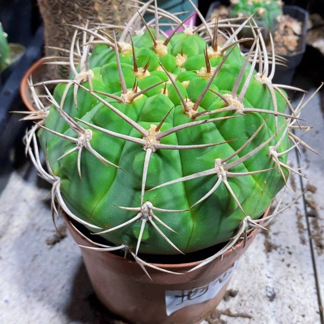 地龙球大大的11111111个