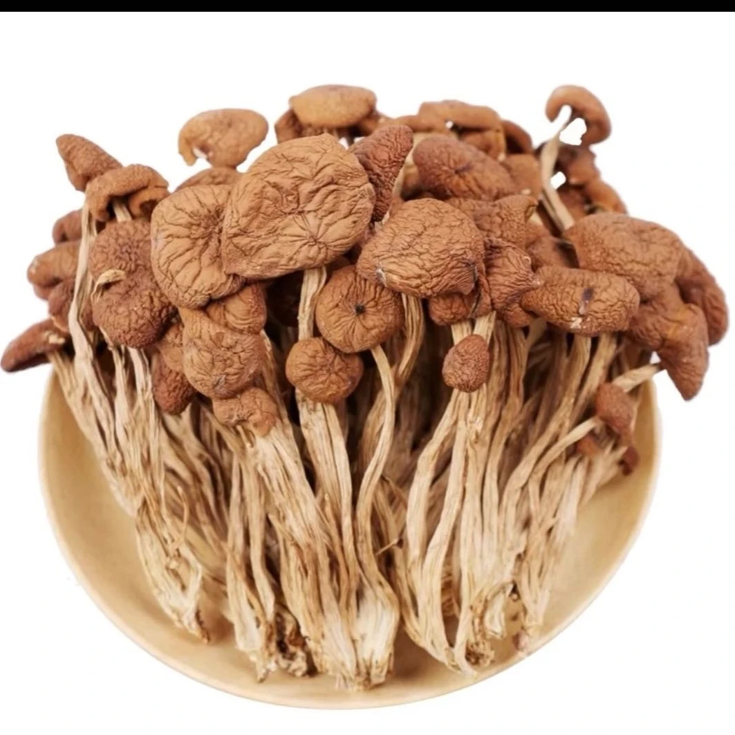 【高山茶树菇】精选茶树菇干货精品干锅煲汤500G菌菇特级