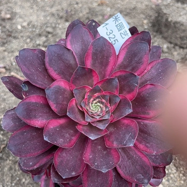 自*火魅金锦纳福多肉植物325