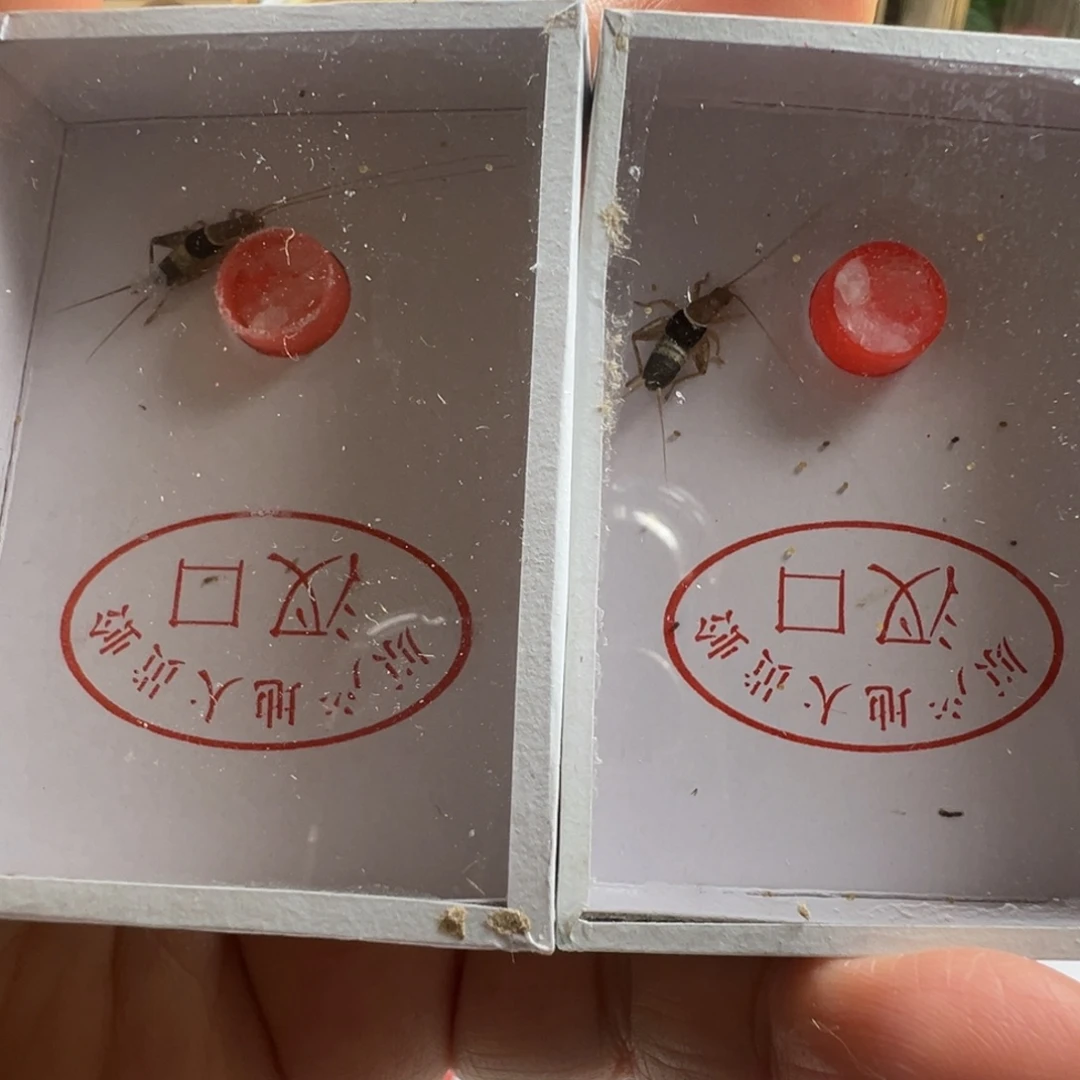 蟋蟀两只水墨仙子