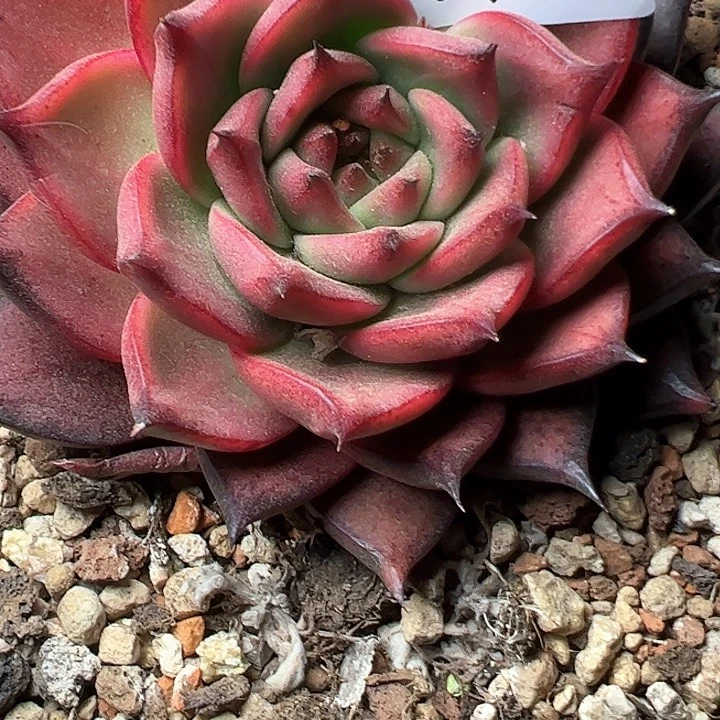 美**美901///////////