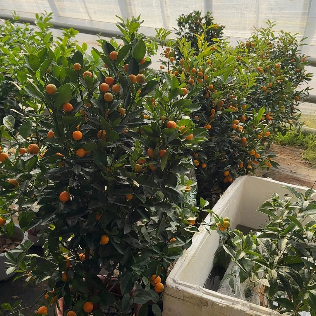 完全开放大颗橘子