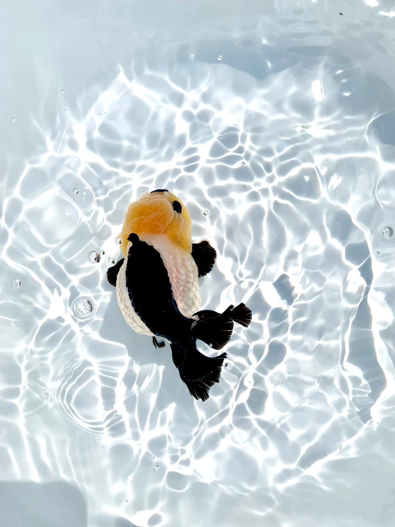 高端将军，苗氏泰狮「固定价格，顺丰到付」