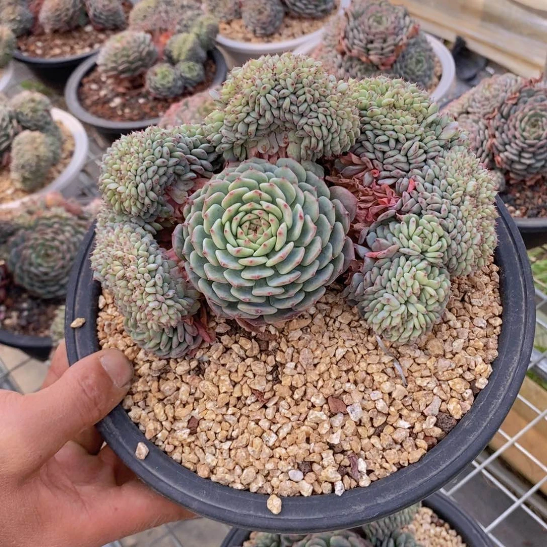 雨****?43号白胖子缀多肉