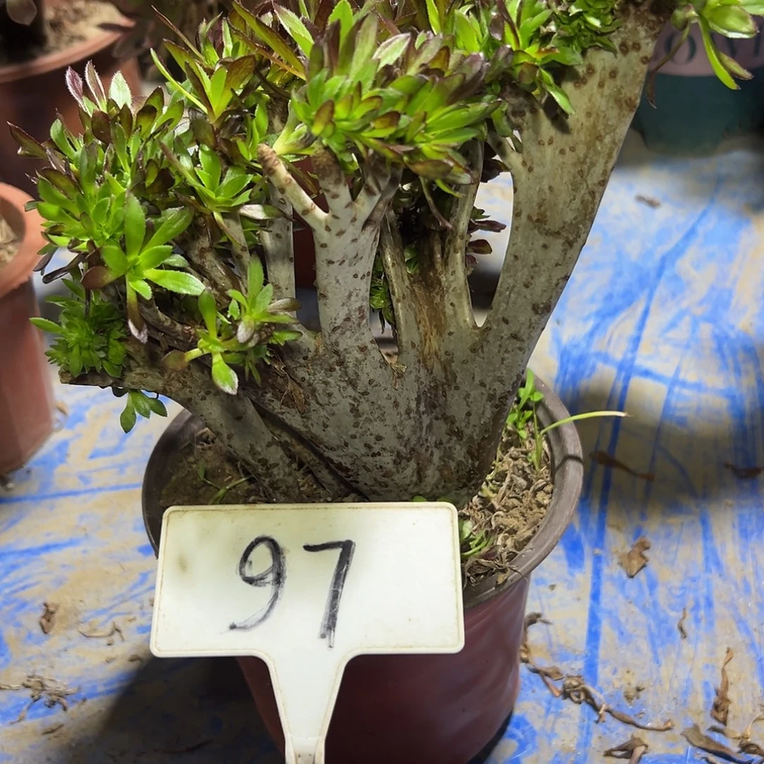 多肉植物黑法师缀花97