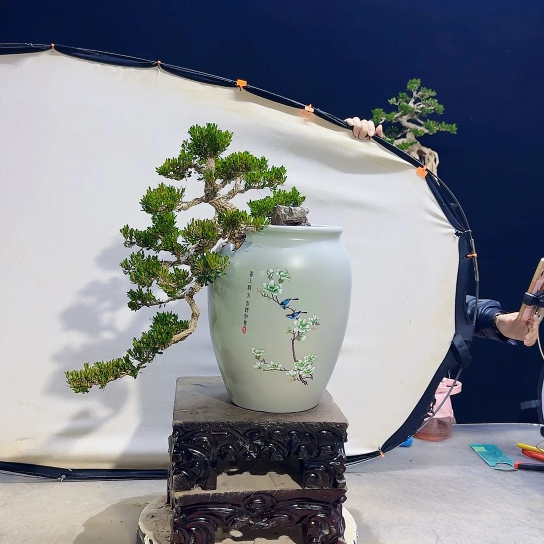 高端黄杨盆景艺术