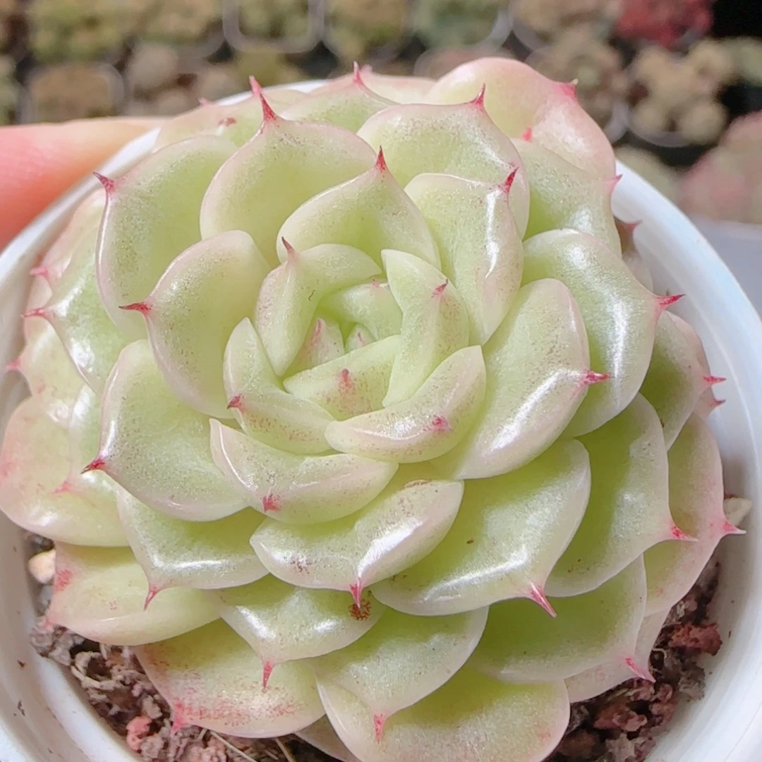 花语逸镜1116-477