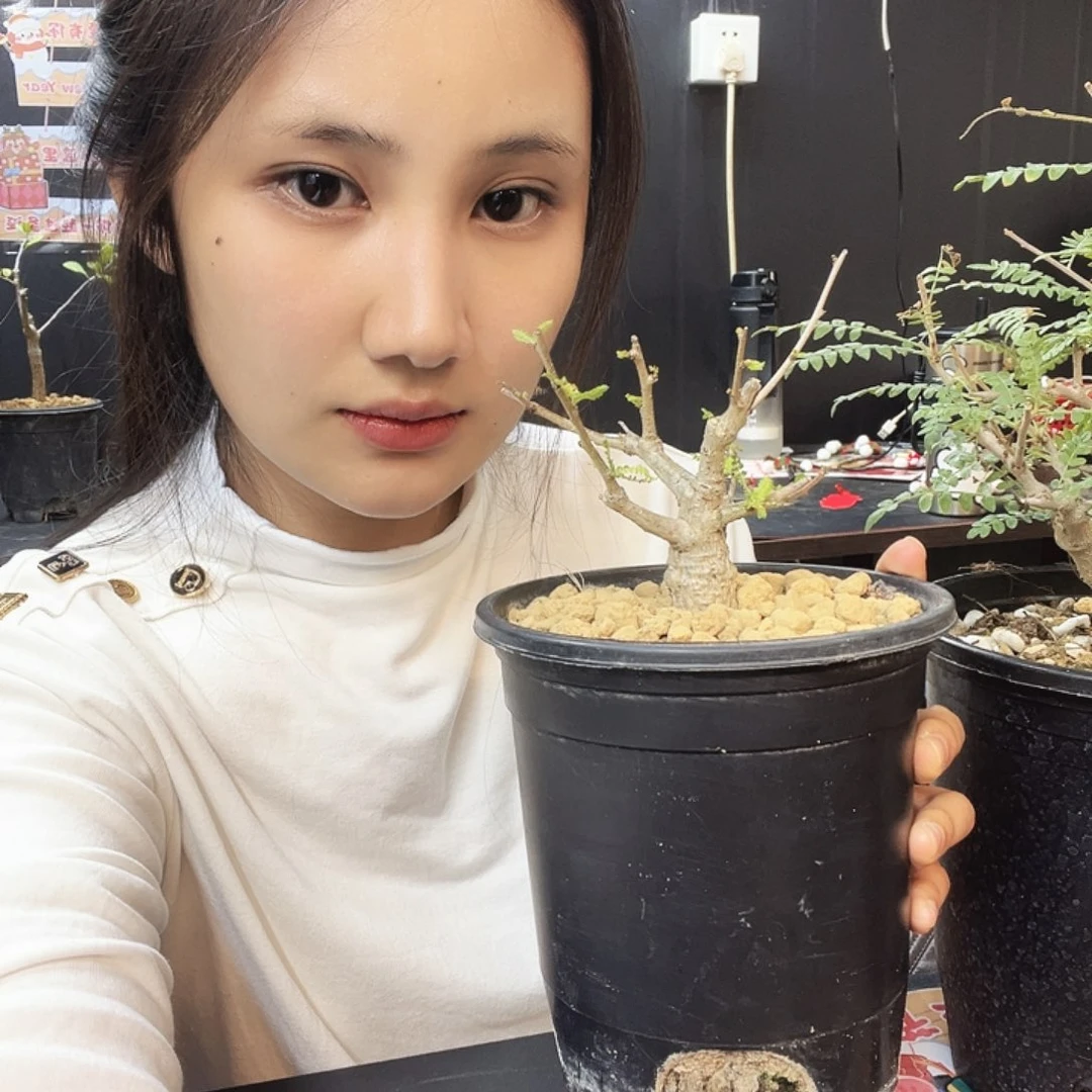 尼勒达乳香1111111111111