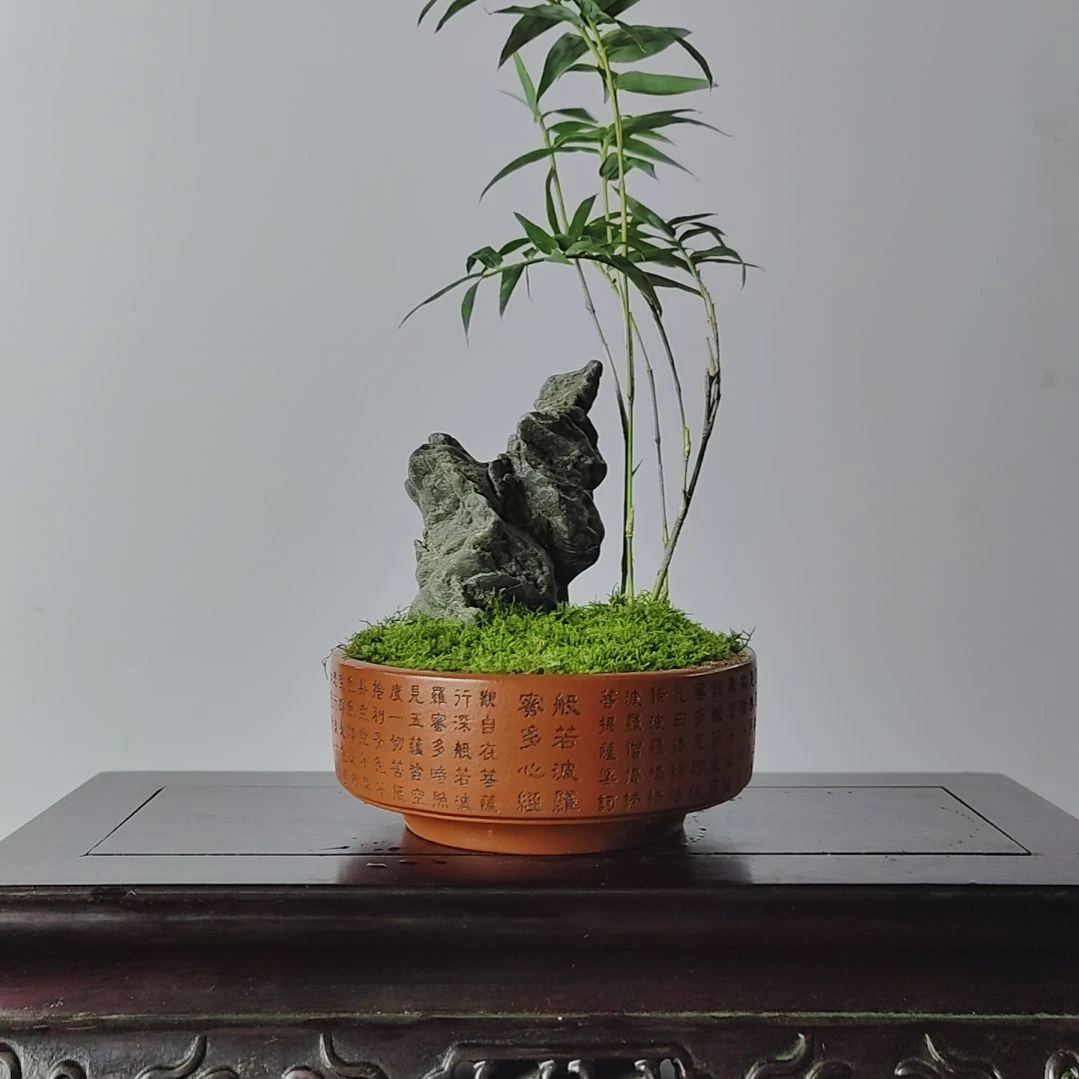 本***满无花朵盆景，凤尾竹，风凌石