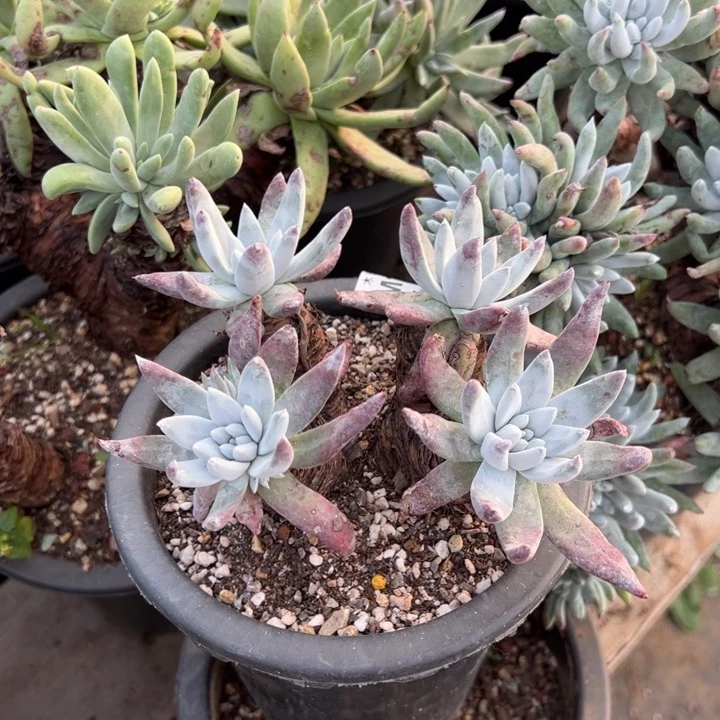 342法瑞哈哈哈哈哈哈哈