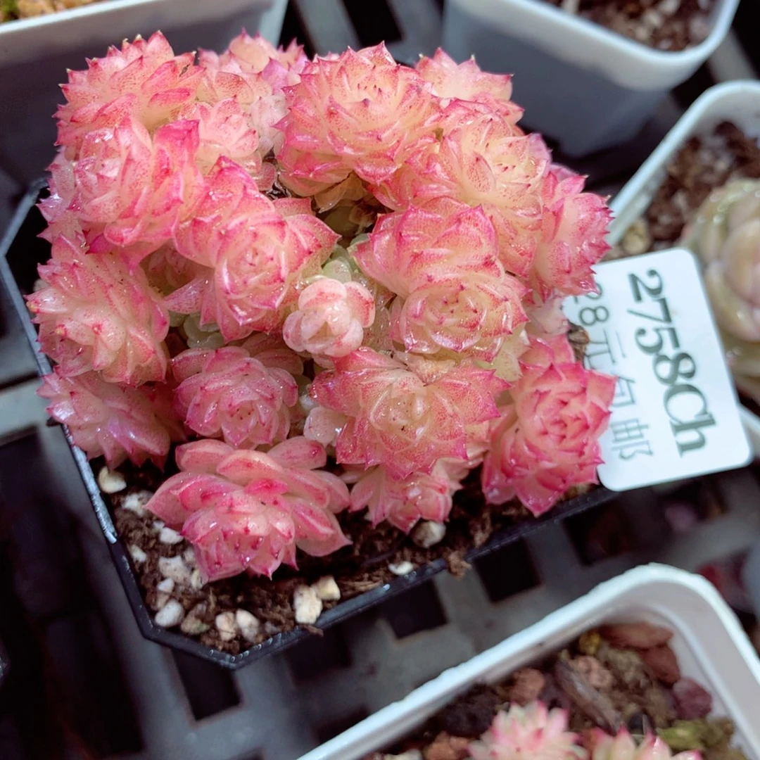 5厘米盆精控多肉2758