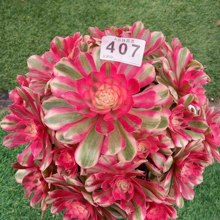 无花朵407倾城法师