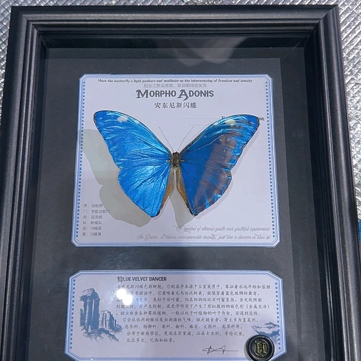 安东尼斯蝴蝶标本
