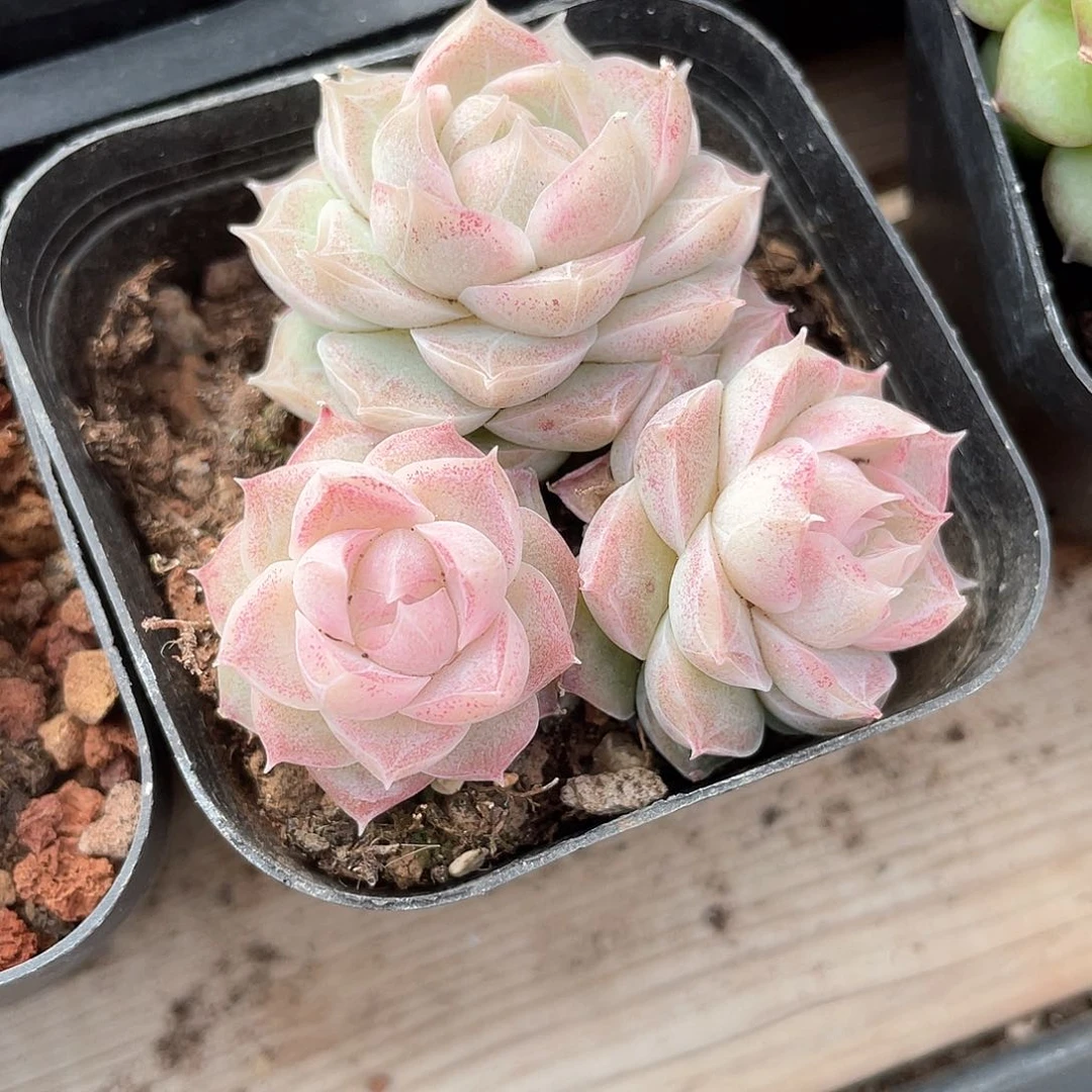 亮*?优选粉黛女王1004