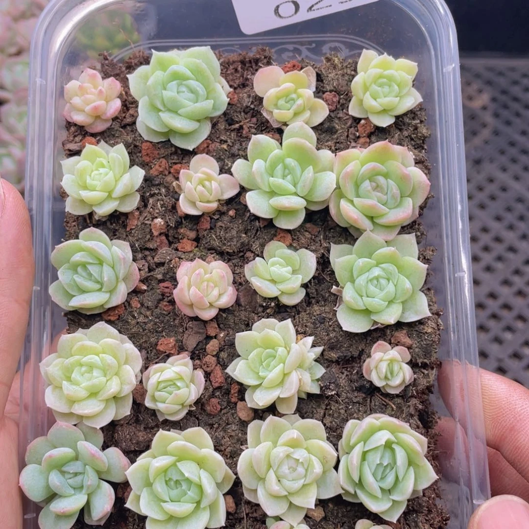 云糖心多肉植物25