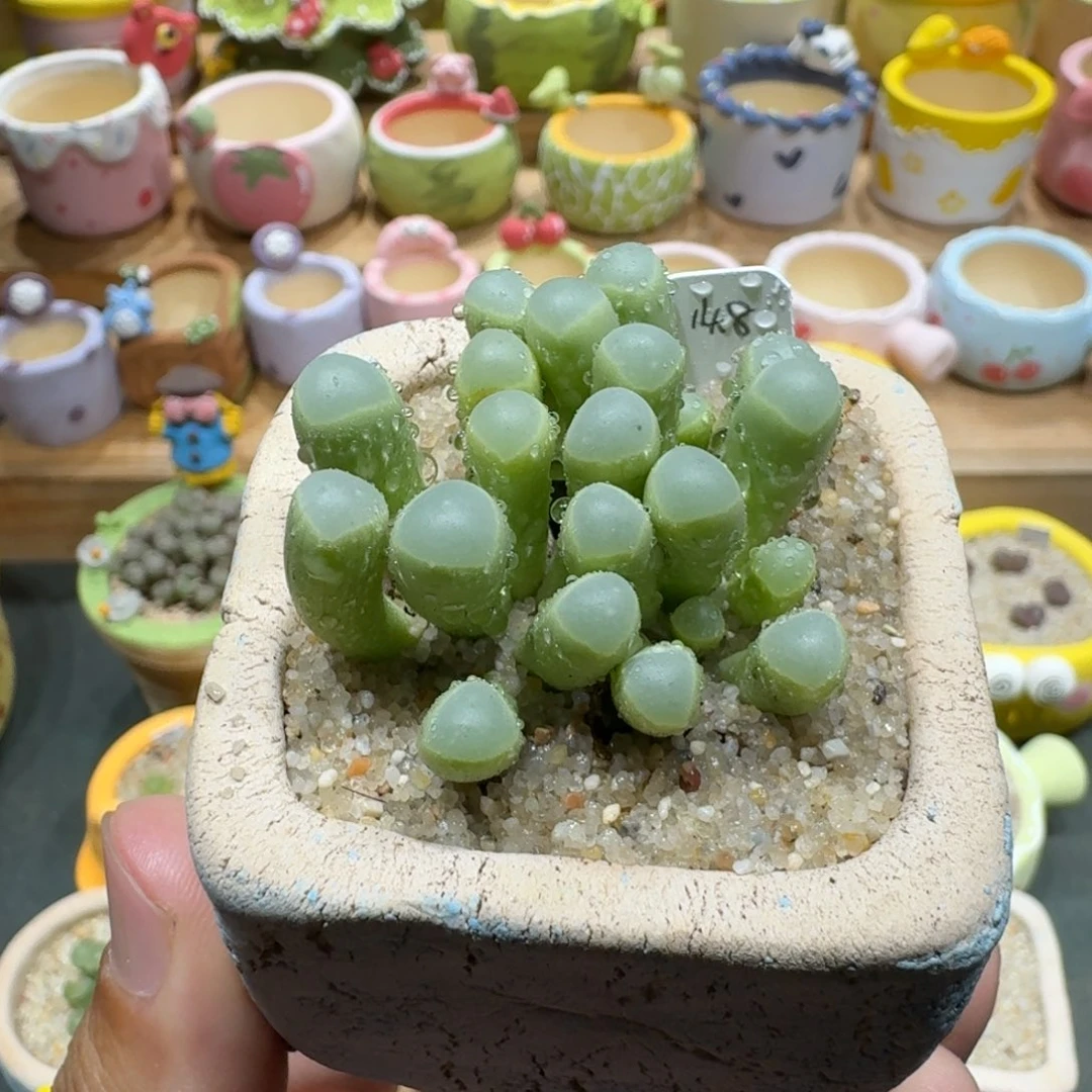 蘑菇1186五十铃玉多肉植物