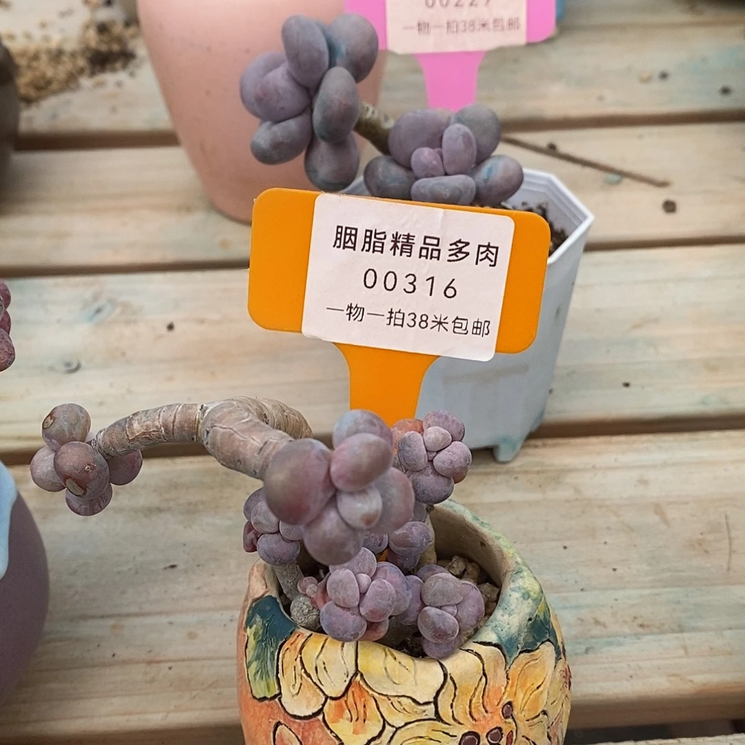 00316璐璐璐璐图小雨