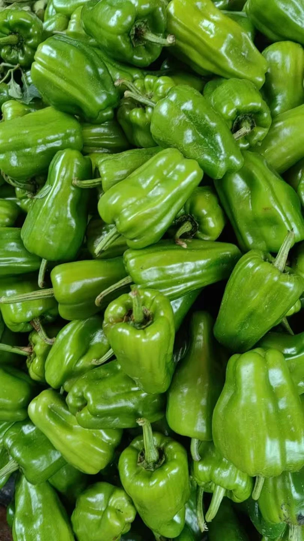 湖南永州农村本地酿辣椒 薄皮辣椒 农家土辣椒 天冷个小 介意勿拍