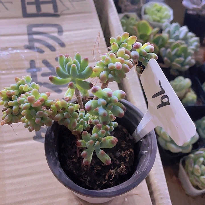 精品79号多肉植物大板子