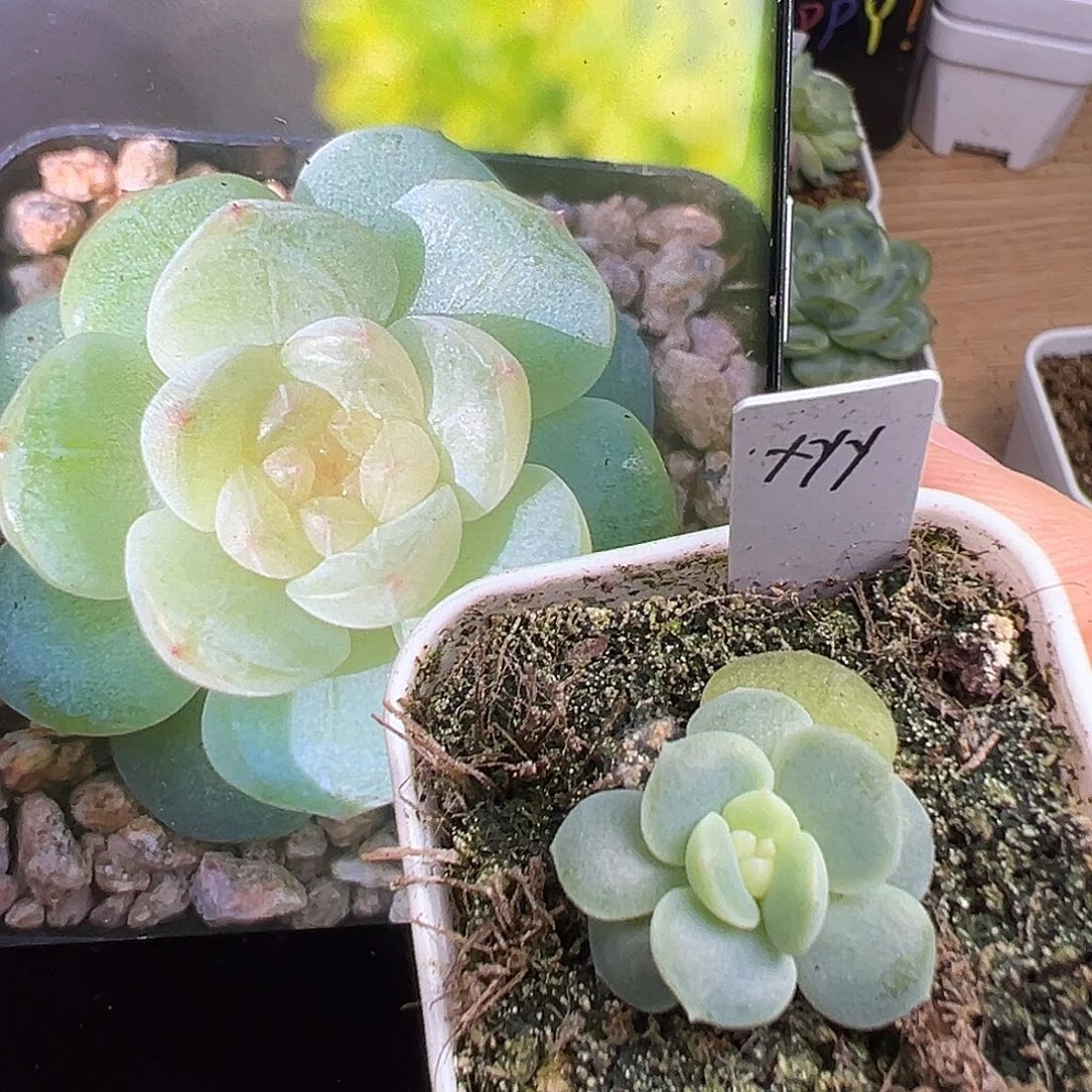 新品风花雪月一物一拍