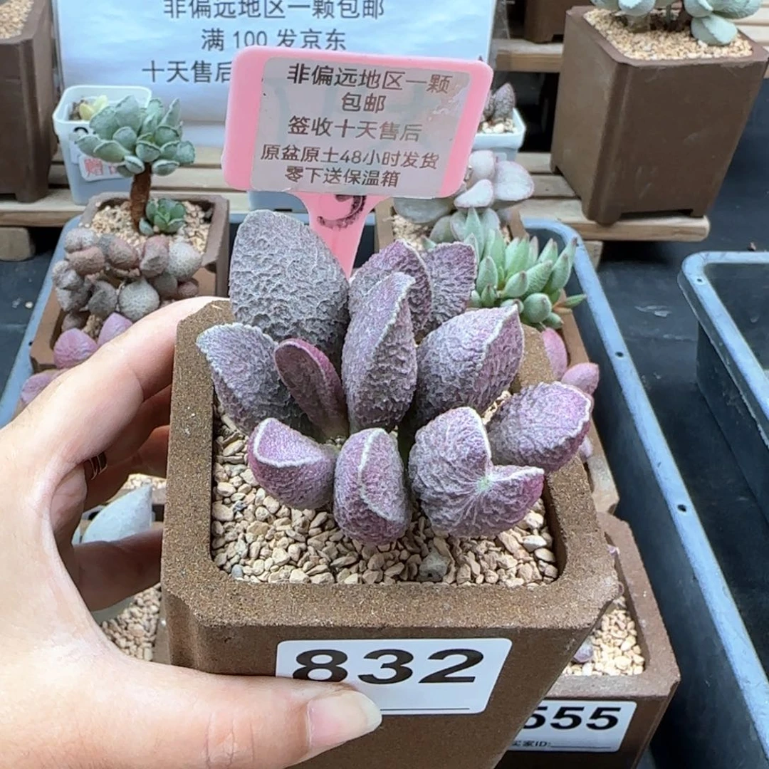 832哈莫猪肝多肉植物