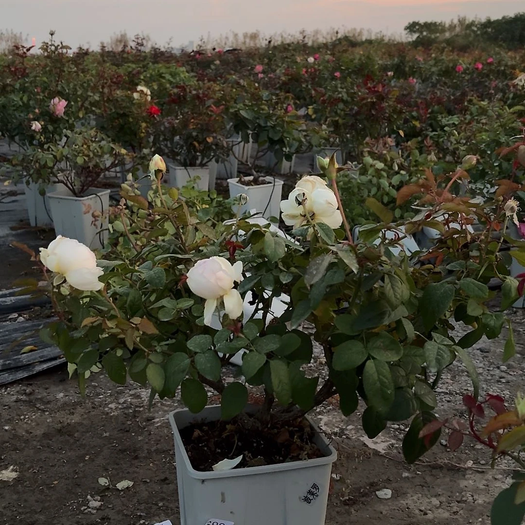 当前无花朵，栽培后可花朵688