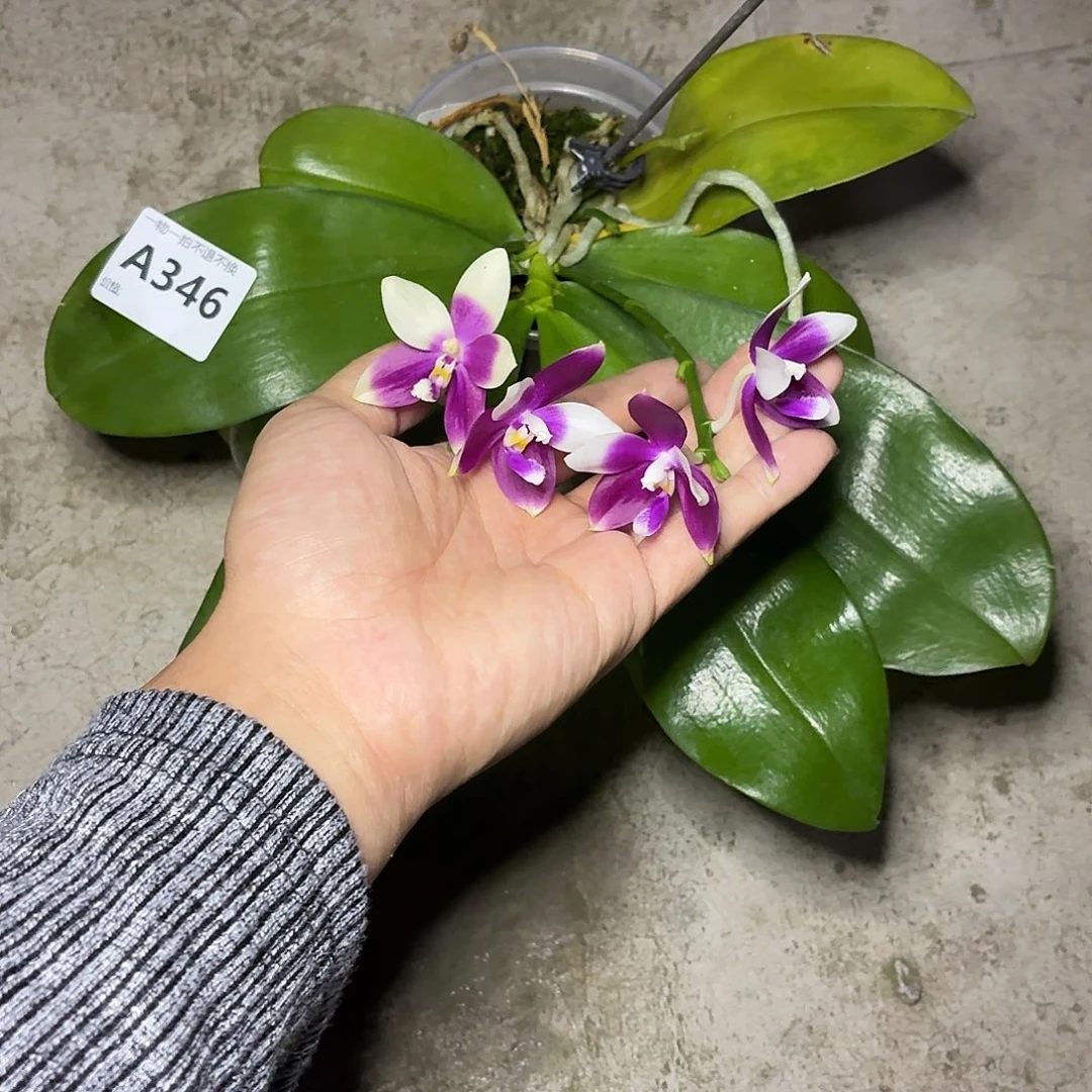 当前无花栽培后可以开花A346珍妮佛交问号