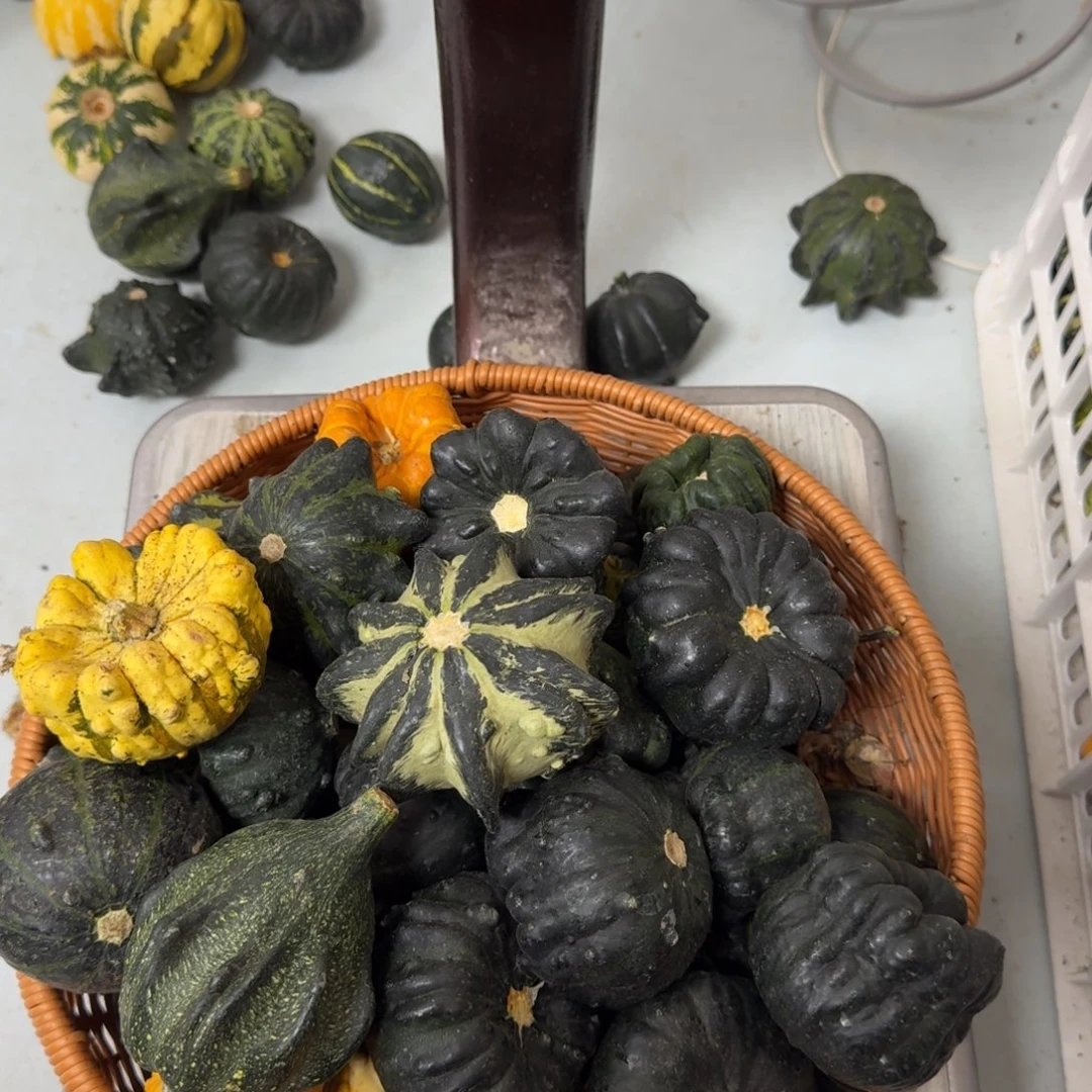 清*，葫芦啊啊啊啊啊啊啊啊啊啊