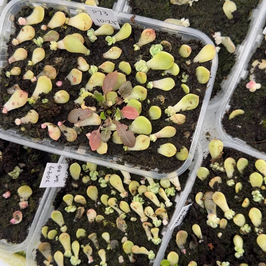 3个P73 芝麻穴满25包邮