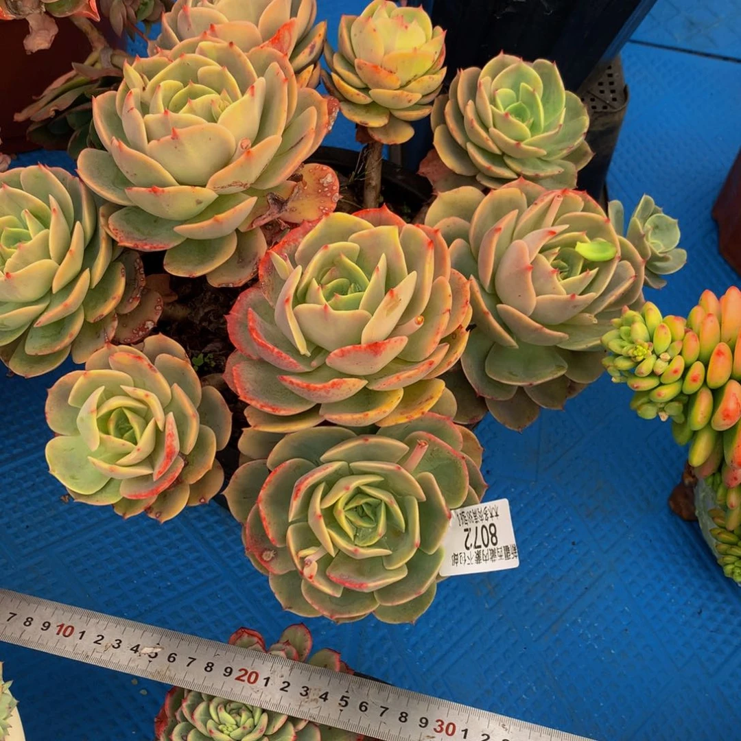 ?8072白雪公主多肉