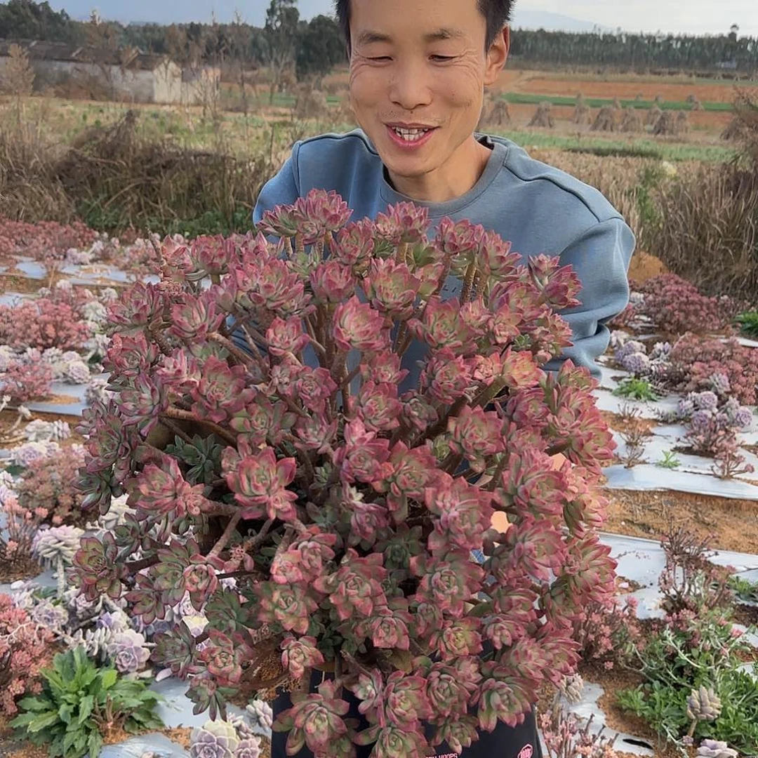 地栽大红智莲多肉