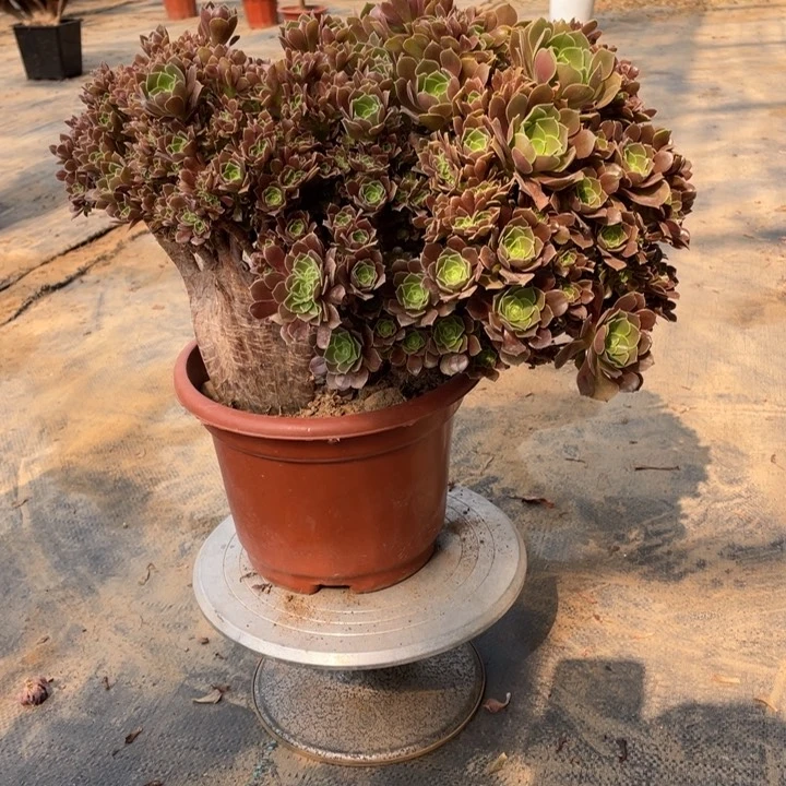 玫瑰朵缀化微瑕一颗