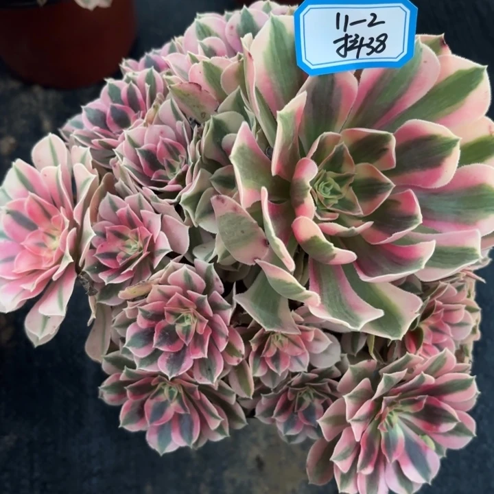 量拍一颗粉女巫歪不包损38