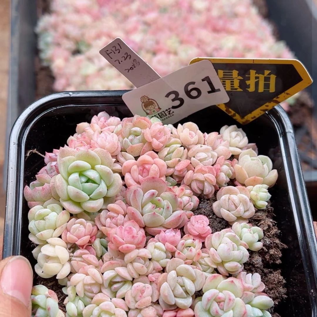 多肉植物多肉植物