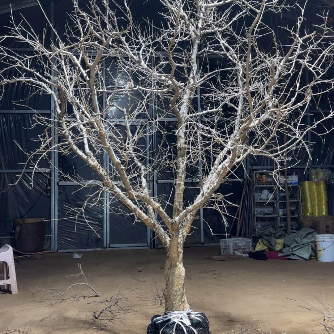 小****完全开放石榴树8888888