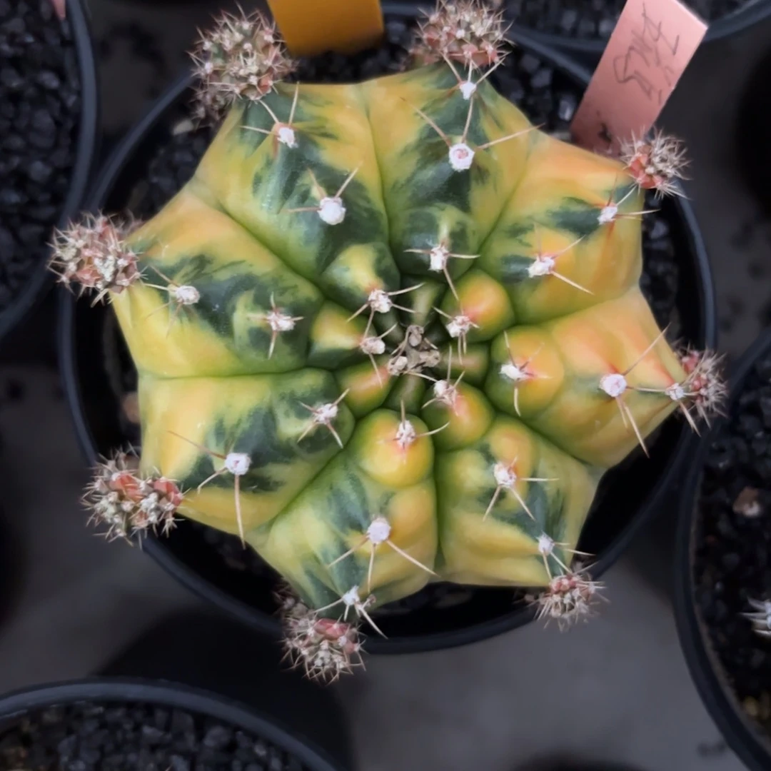 L529-1218泰国发货 五花马