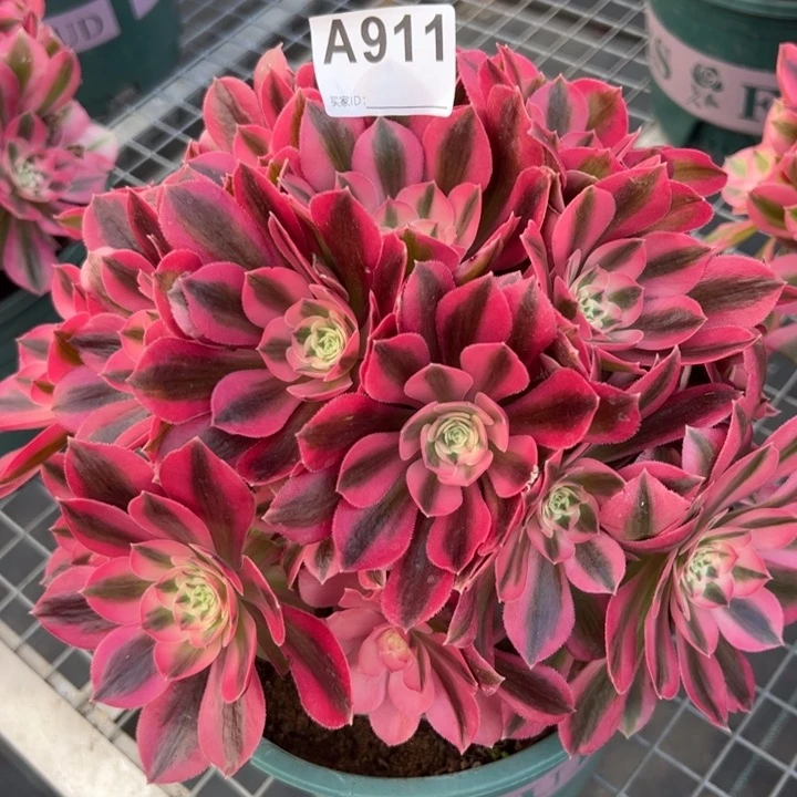 911女巫25厘米左右