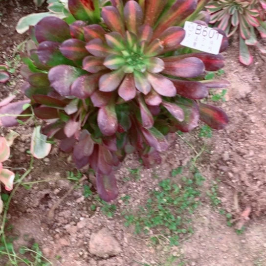 多肉植物601多肉