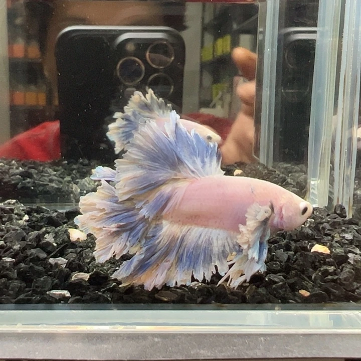 斗鱼跑單拉黑27日81