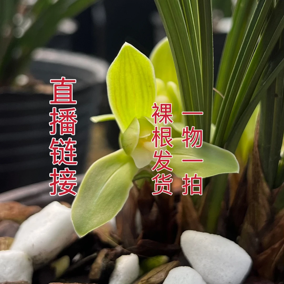 裸根发货不带盆土 直播链接一物一拍