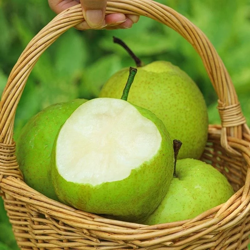 顺丰包邮！砀山头茬【酥脆青梨】脆甜多汁爽口果园直发